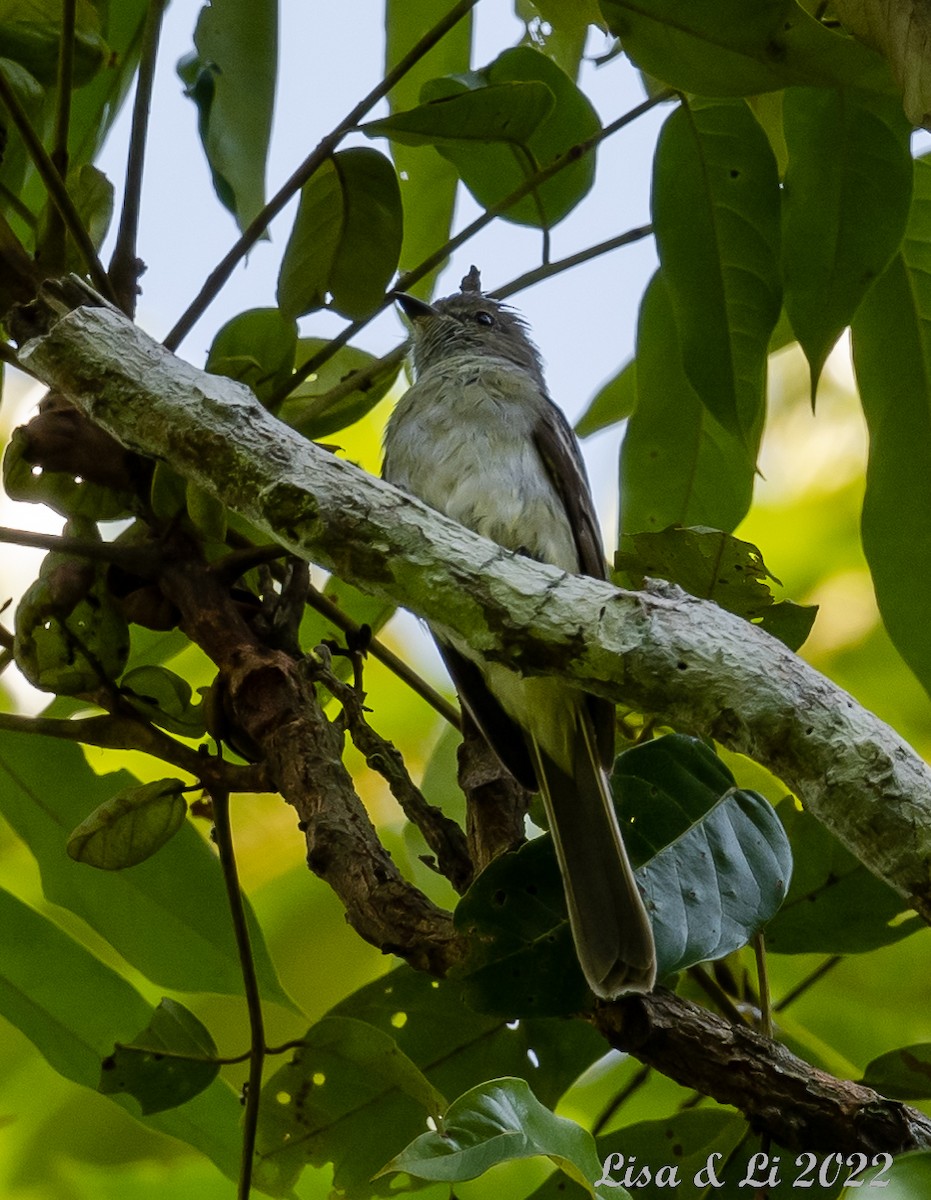 Amazonian Scrub-Flycatcher - ML493166411