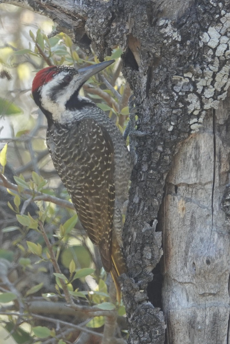 Bearded Woodpecker - Judith White