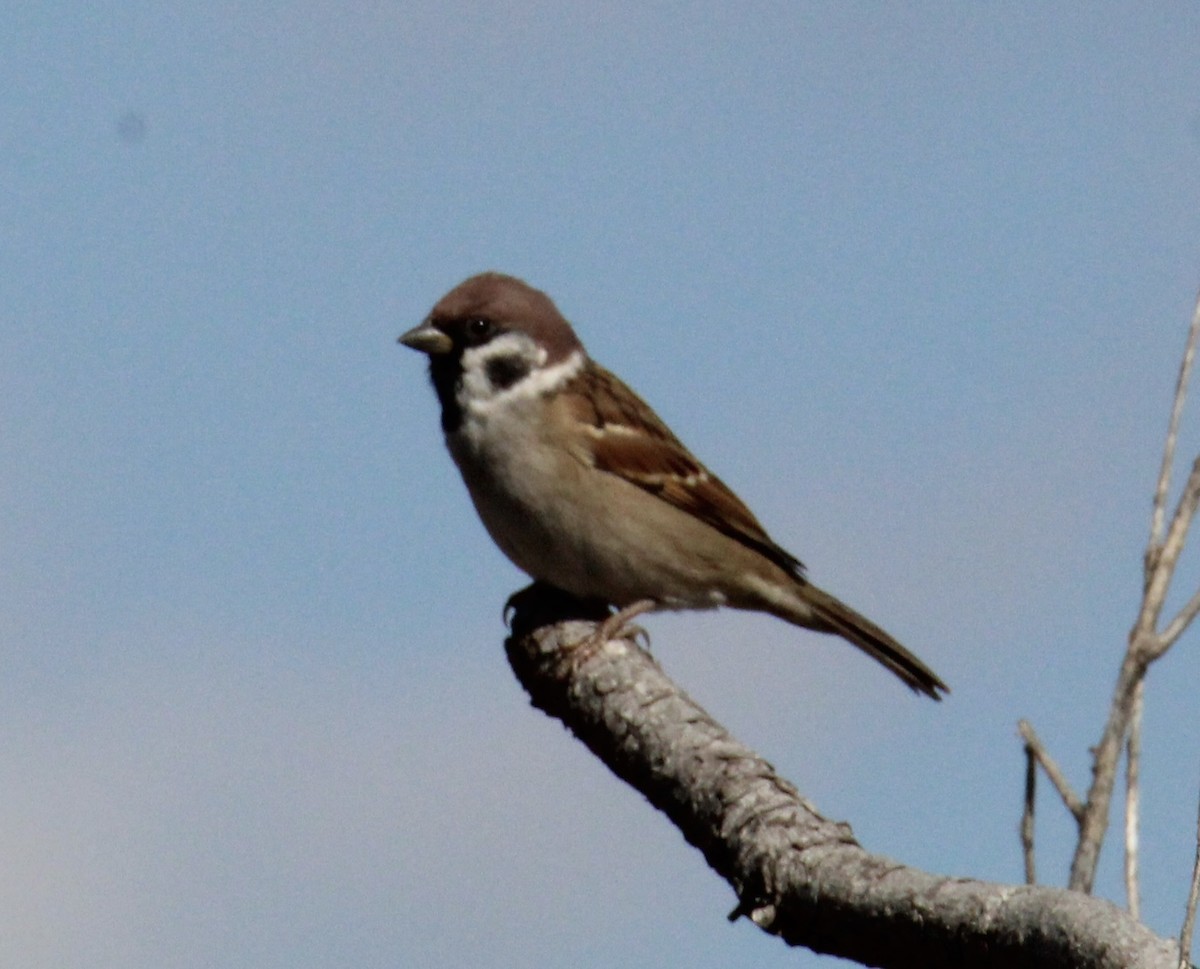 Eurasian Tree Sparrow - Kathryn Deetz 🦢
