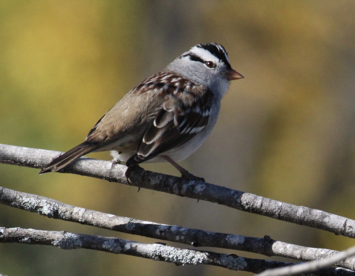 White-crowned Sparrow - ML493169331