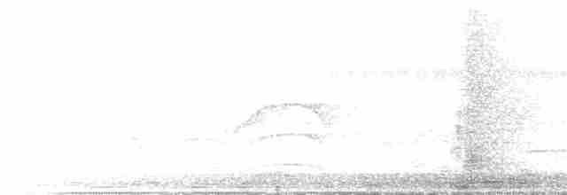 holub neotropický - ML49317291