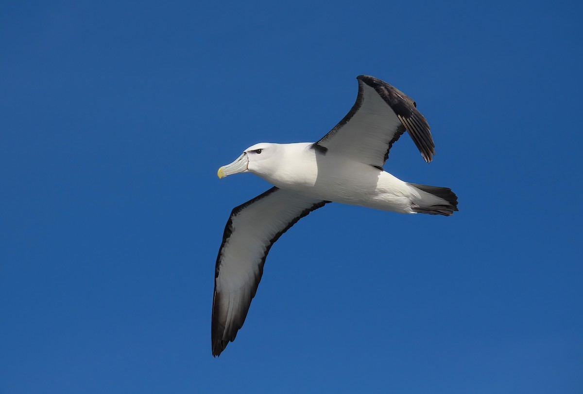 White-capped Albatross - ML493173781