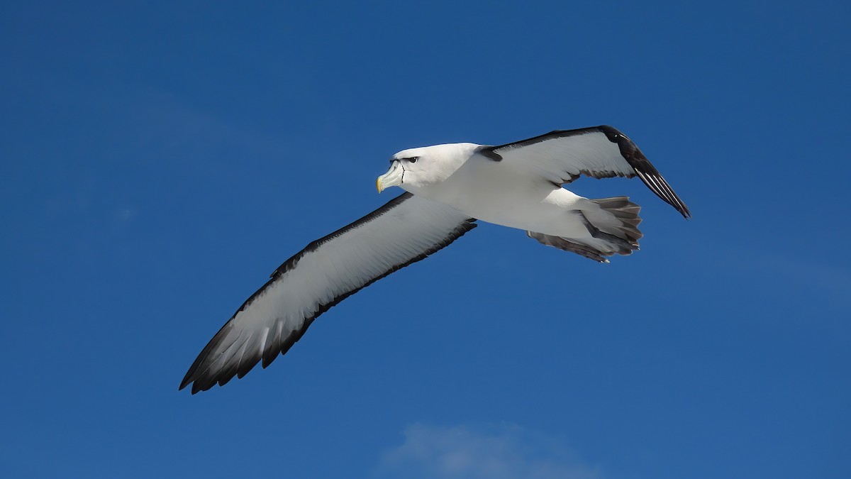 White-capped Albatross - ML493174671
