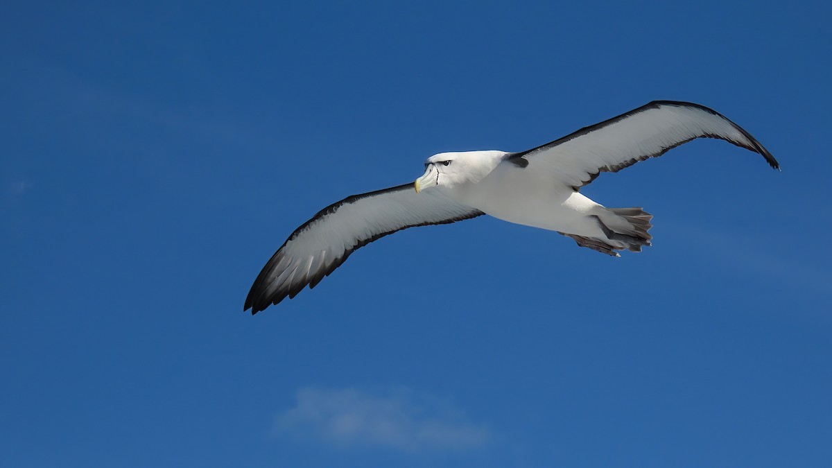 White-capped Albatross - ML493174681
