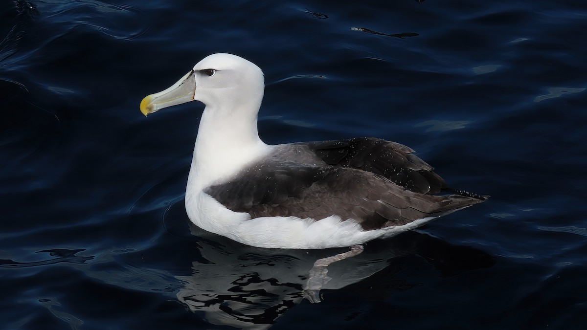 White-capped Albatross - ML493174691