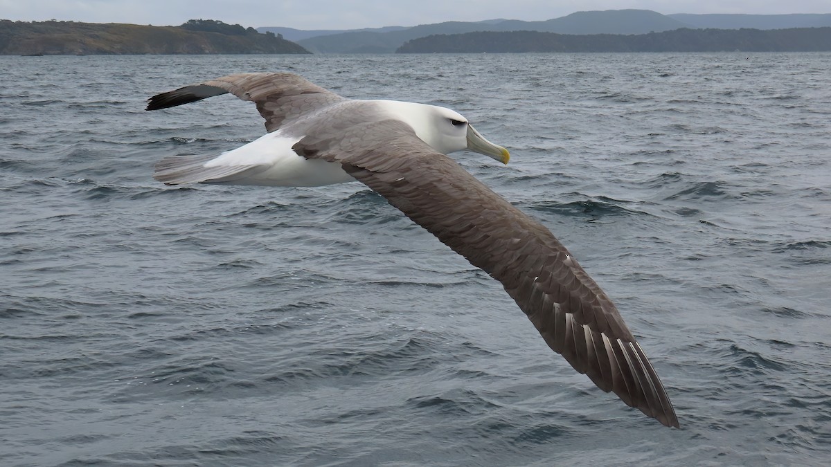 White-capped Albatross - ML493175411