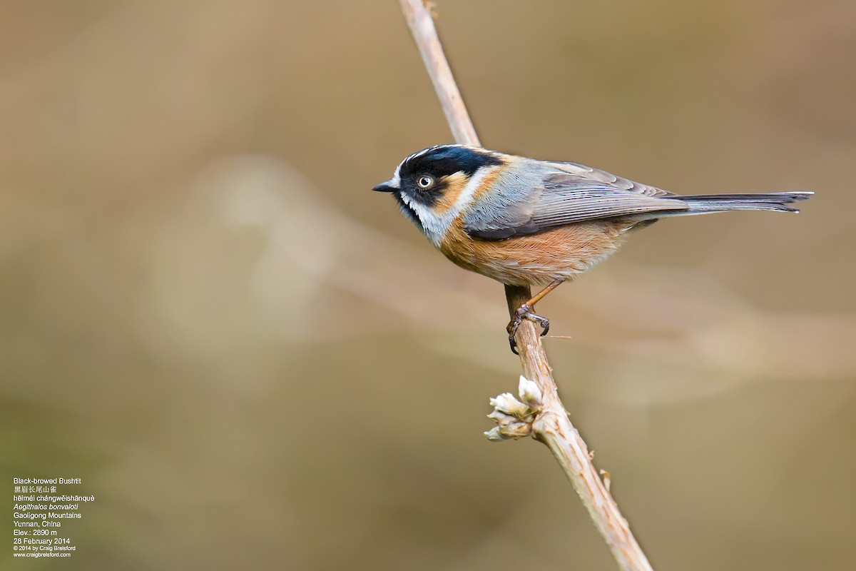 Black-browed Tit (Black-browed) - Craig Brelsford