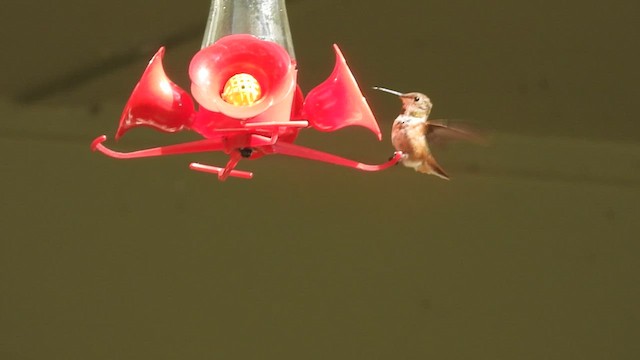 Rufous Hummingbird - ML493178241