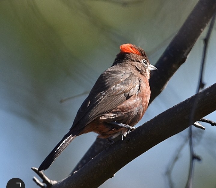 Red-crested Finch - ML493179621