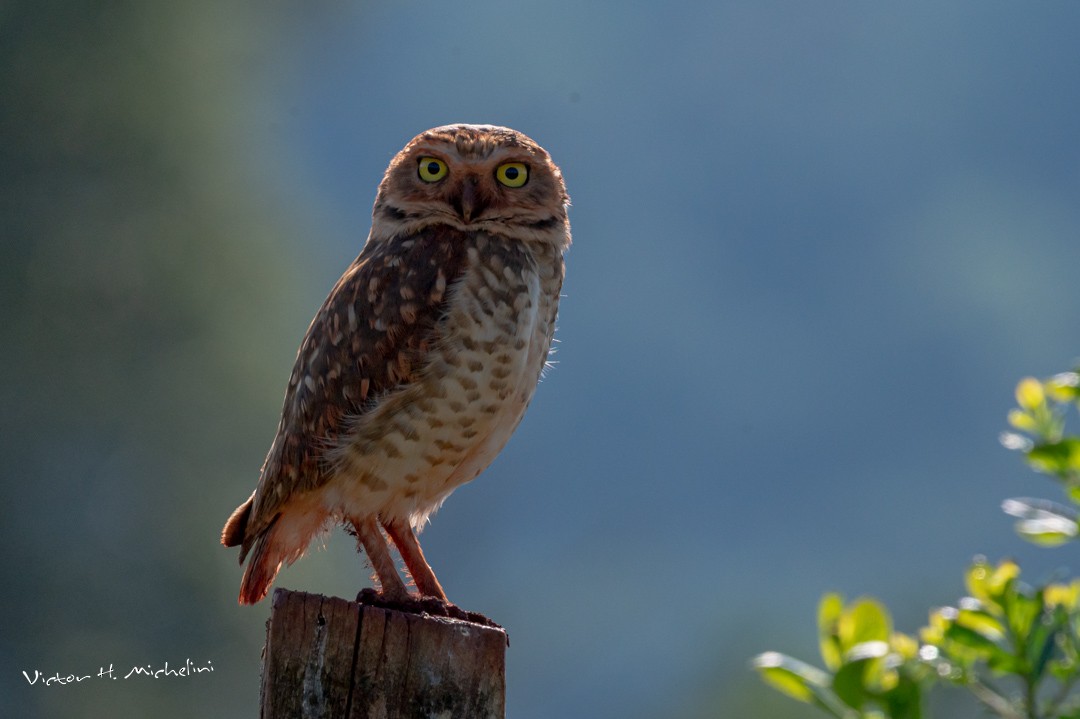 Burrowing Owl - Victor Hugo Michelini