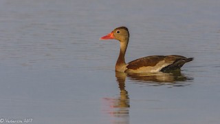 Black-bellied Whistling-Duck, ML49318511