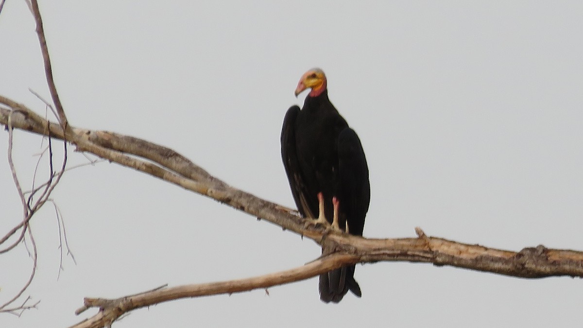Greater Yellow-headed Vulture - ML493191011