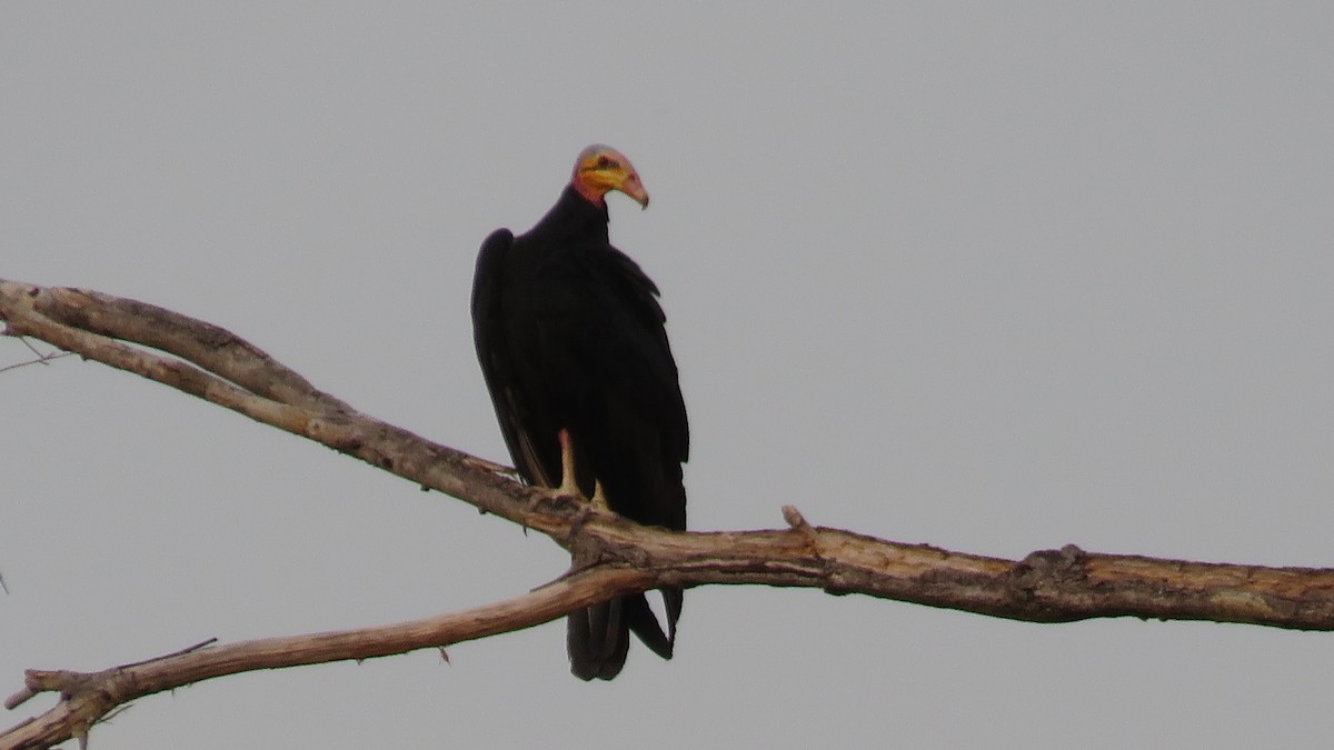 Greater Yellow-headed Vulture - ML493191021