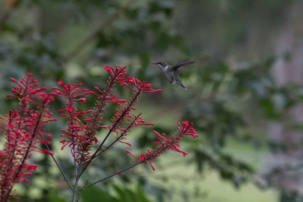 Ruby-throated Hummingbird - ML493192821