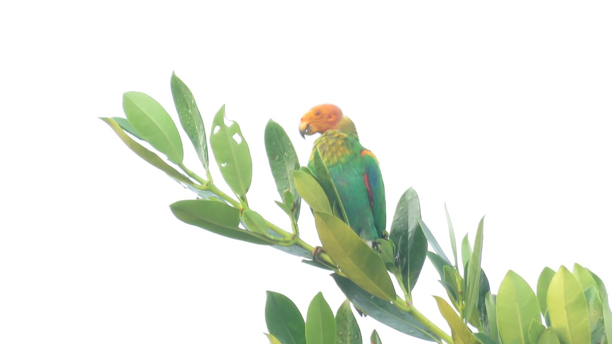 Bald Parrot - Rick Robinson