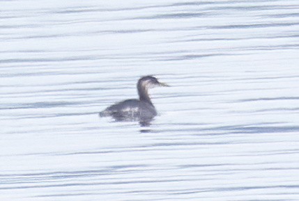 Red-necked Grebe - ML493201281