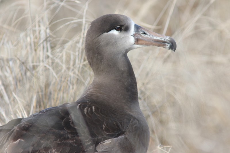 Black-footed Albatross - Amy McAndrews