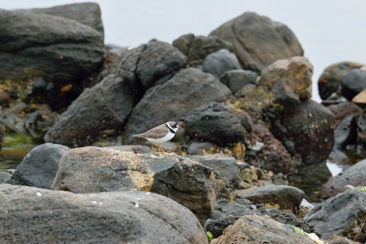 Semipalmated Plover - ML49320251
