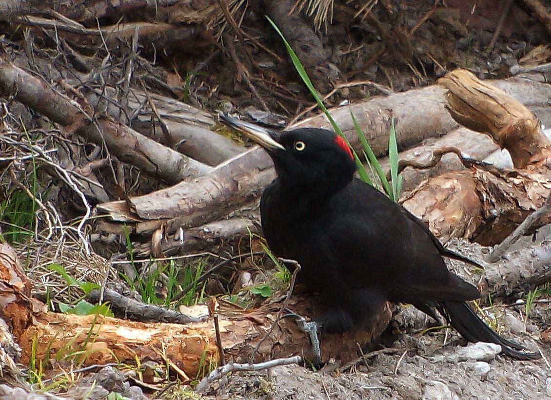 Black Woodpecker - ML49320891