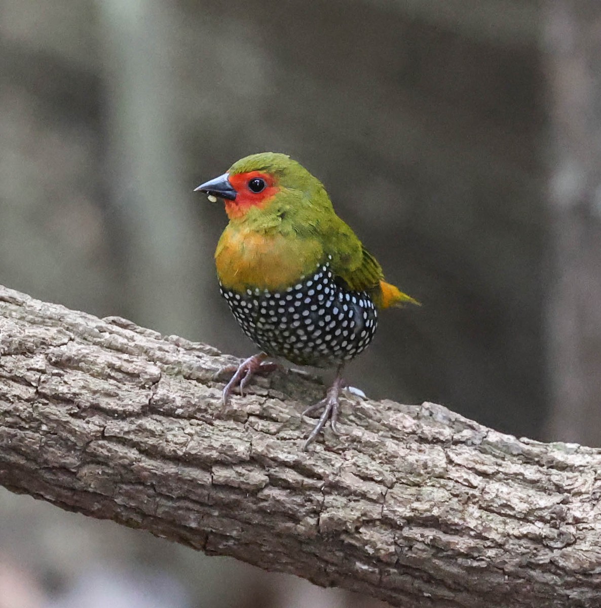 Green-backed Twinspot - Tom Driscoll