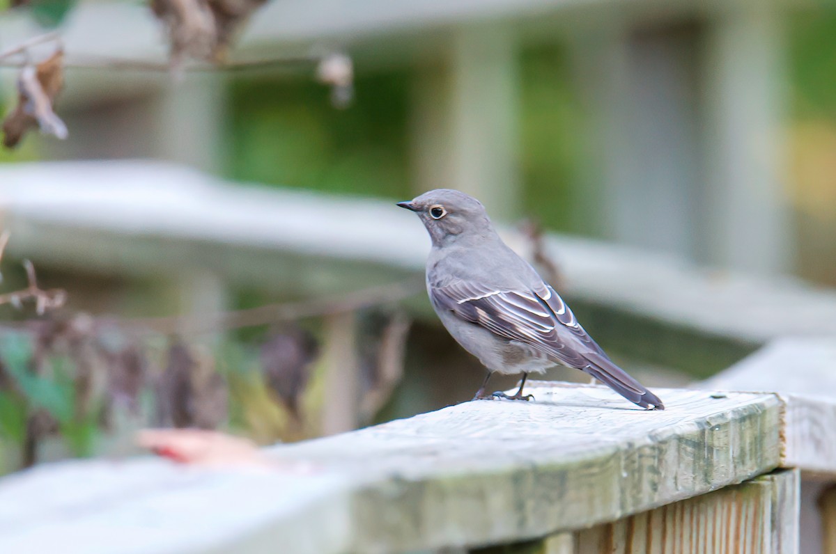 Townsend's Solitaire - ML493212301