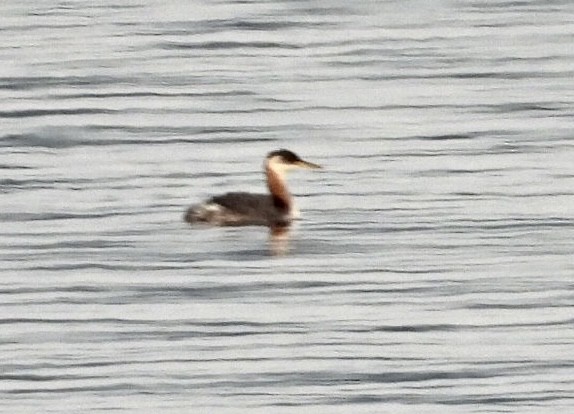 Red-necked Grebe - ML493217261