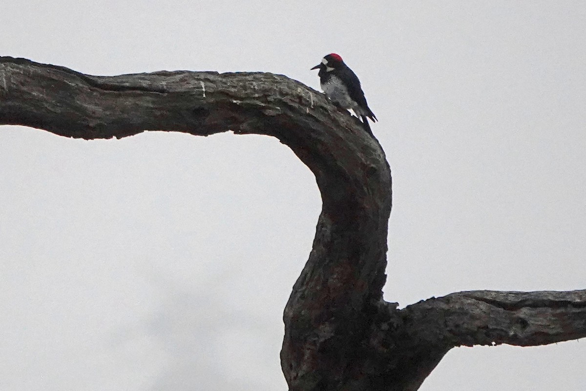 Acorn Woodpecker - ML493221231