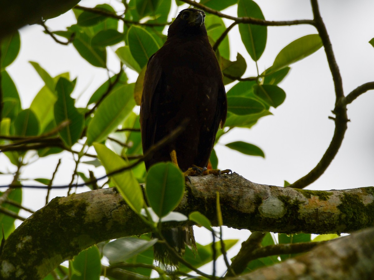 Collared Forest-Falcon - Andres Paniagua