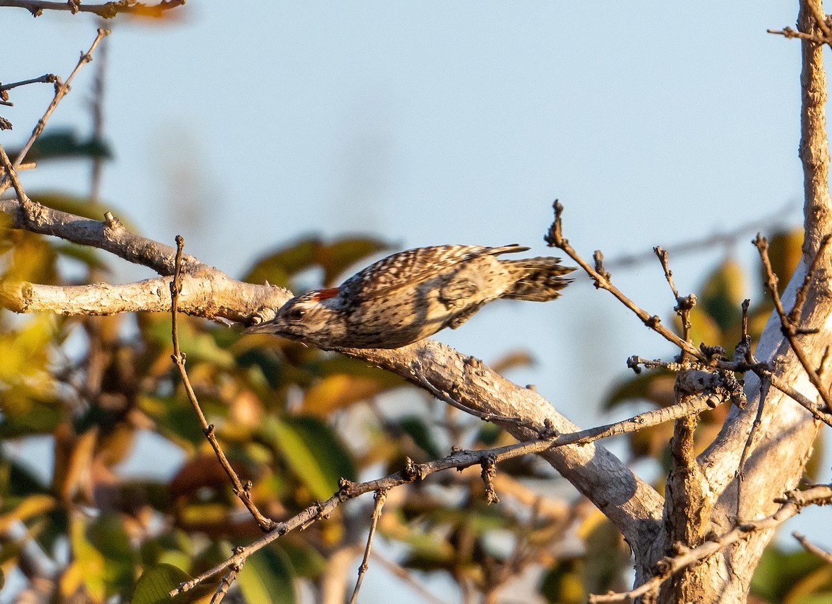 Checkered Woodpecker - ML493238011