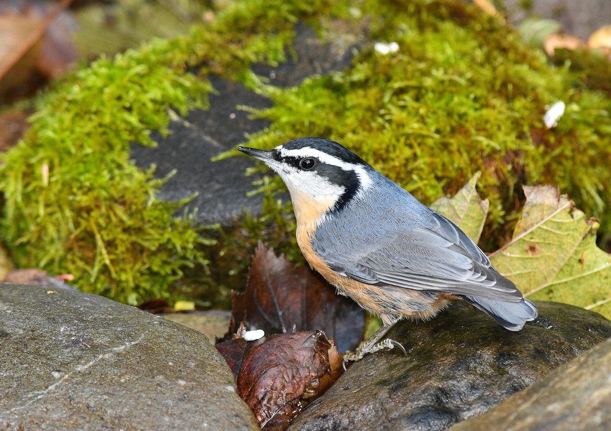 Red-breasted Nuthatch - ML493239061