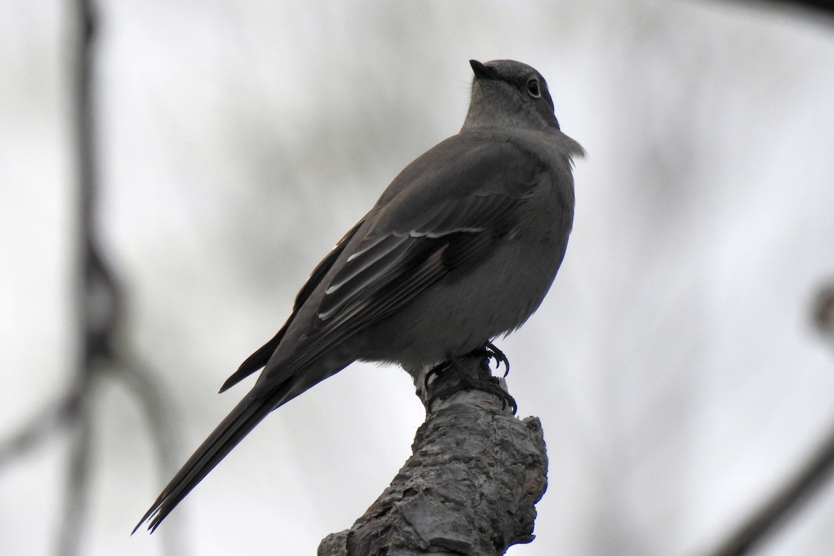 Townsend's Solitaire - ML493240811