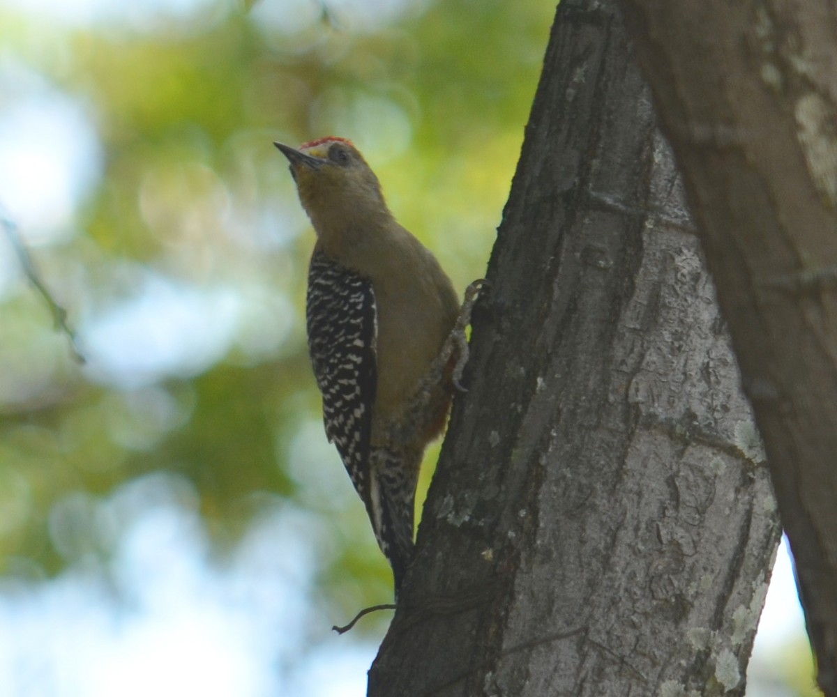 Red-crowned Woodpecker - ML49324141