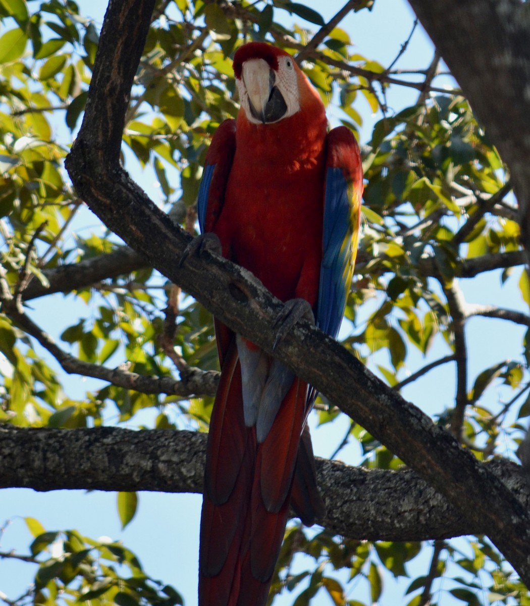 Scarlet Macaw - Leonardo Duque