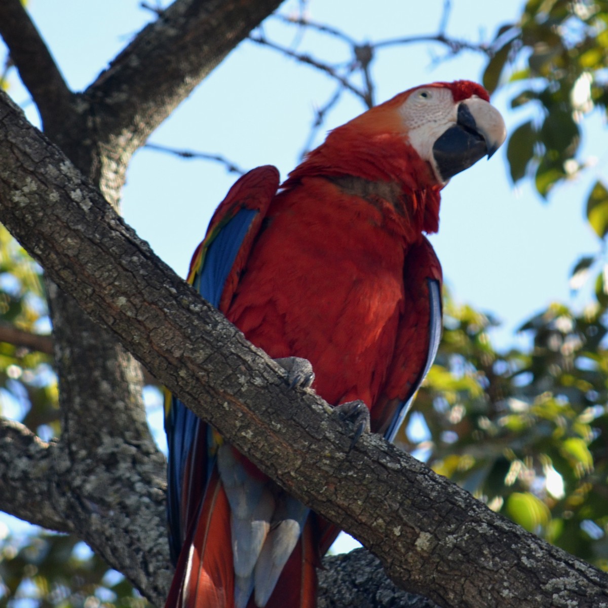 Scarlet Macaw - ML49324861