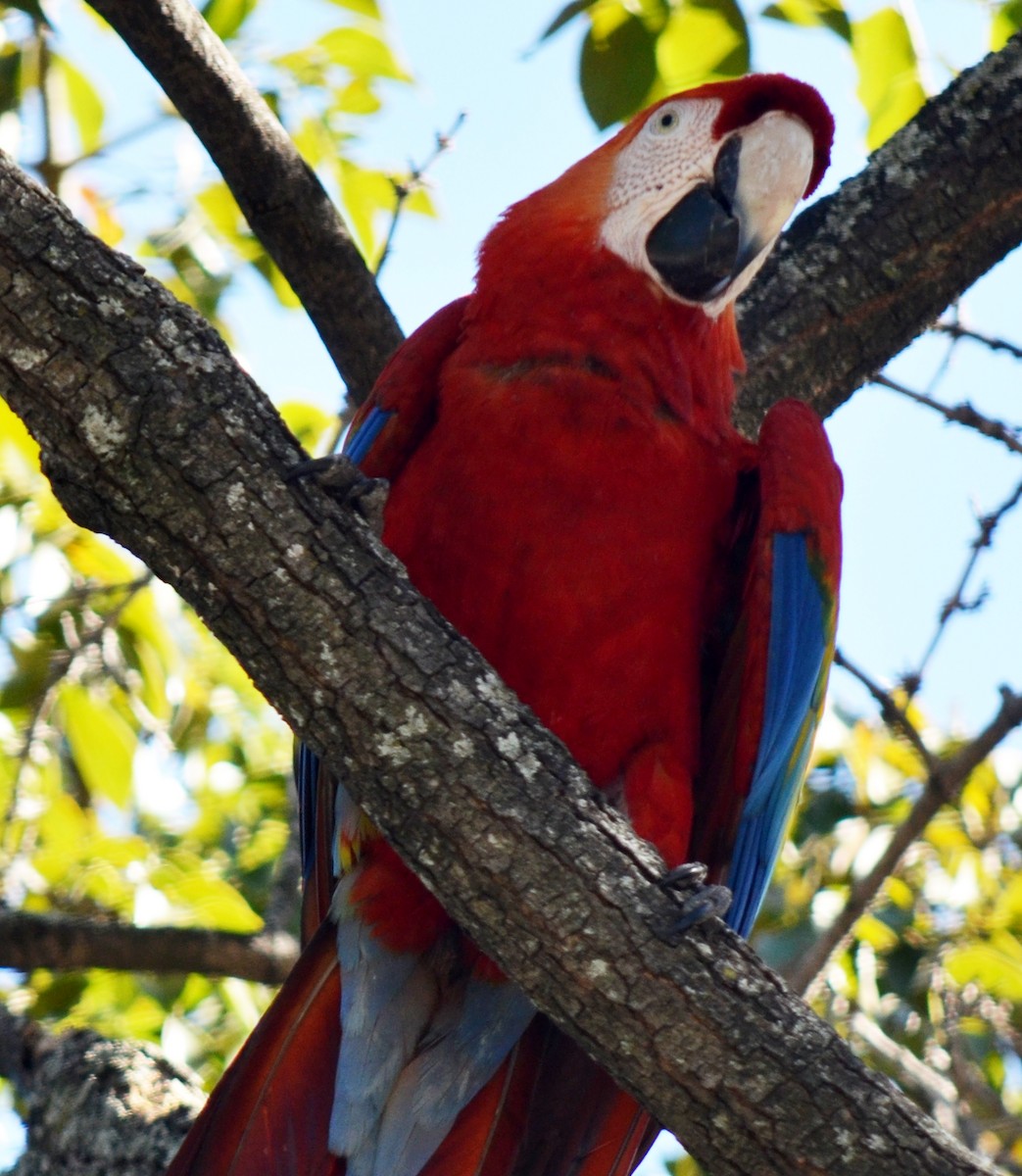 Scarlet Macaw - ML49324951