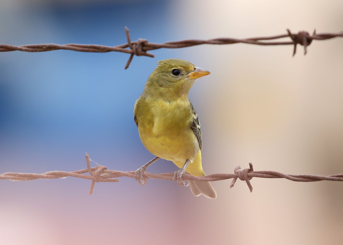 Western Tanager - ML493249611