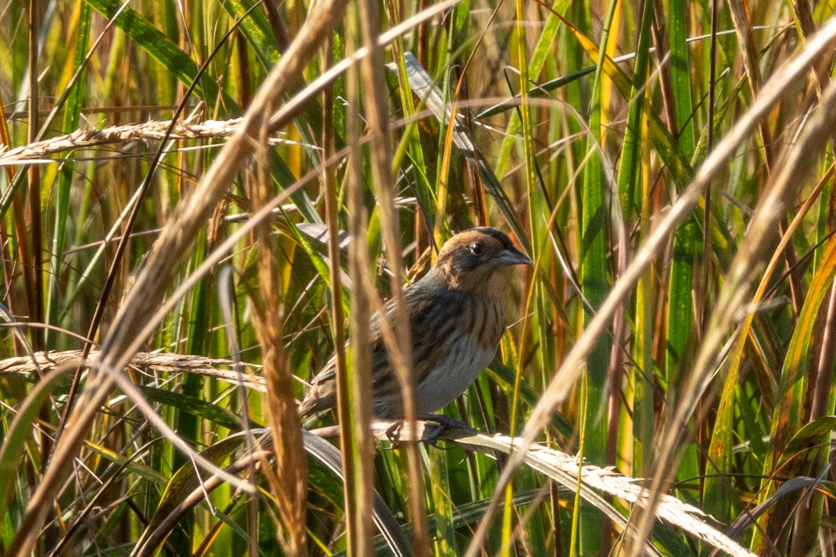 Nelson's Sparrow - Conor Scotland