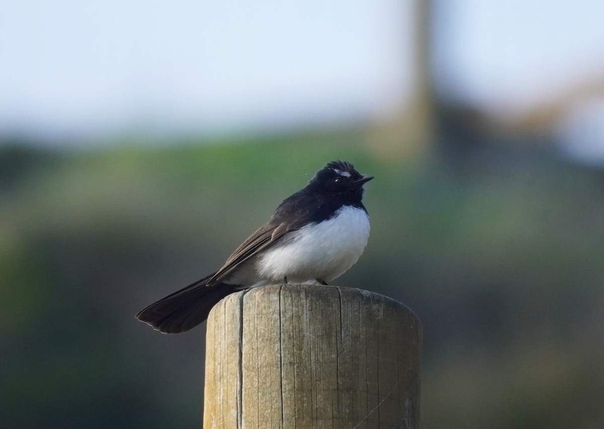 Willie-wagtail - Sarah Foote