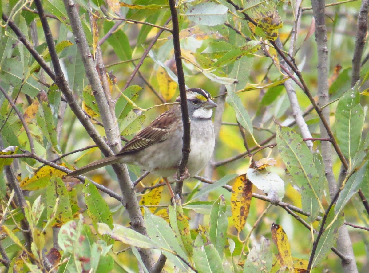 White-throated Sparrow - ML493251581