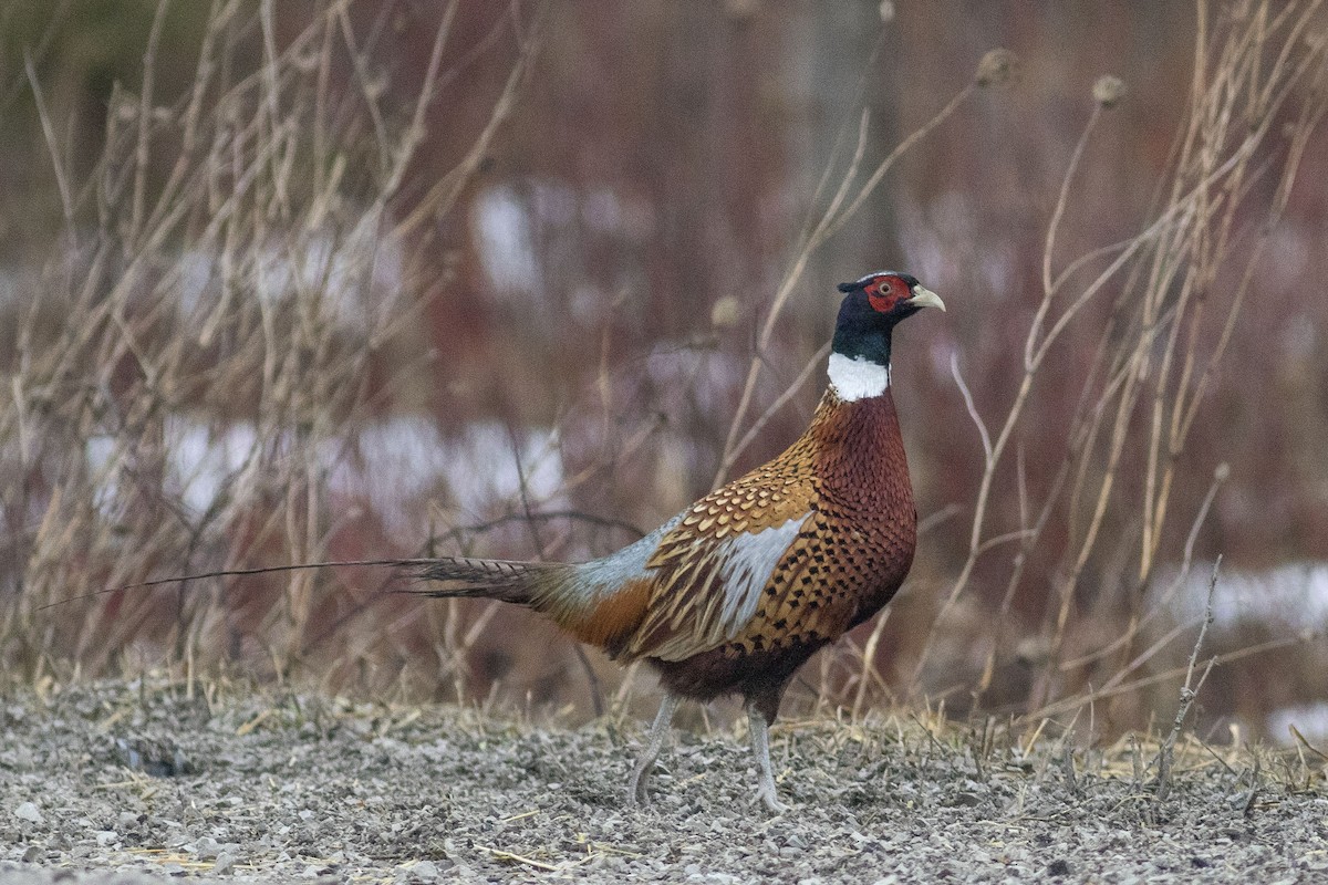 Ring-necked Pheasant - ML49325241