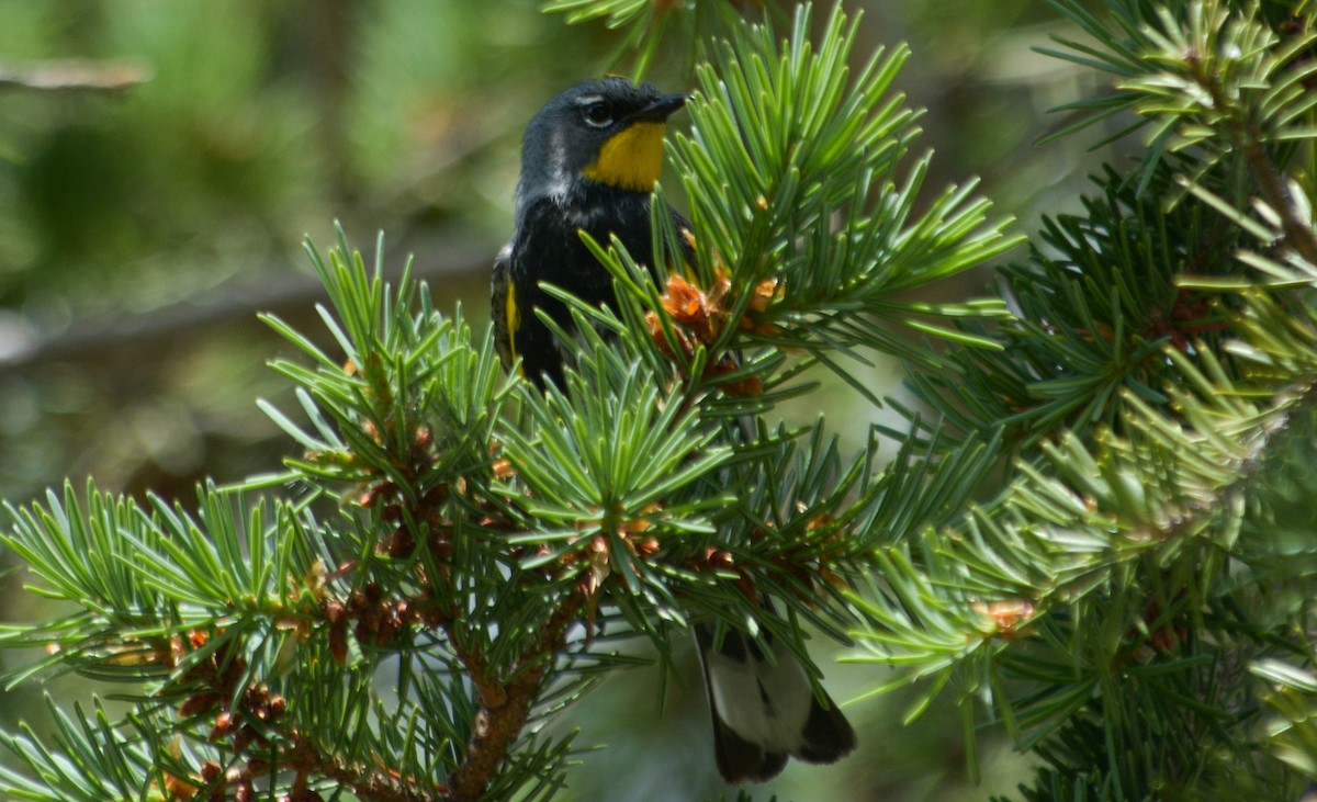 Yellow-rumped Warbler (Audubon's) - Joshua Little