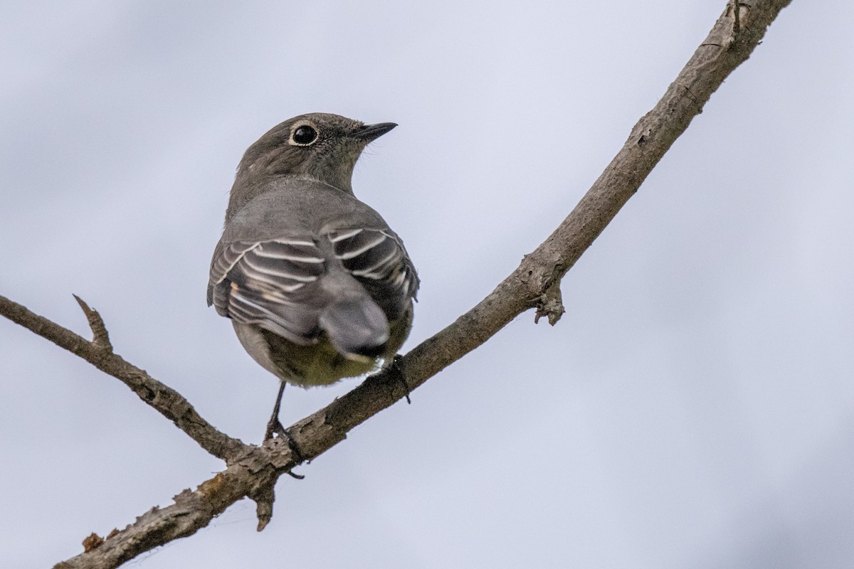Townsend's Solitaire - ML493255481