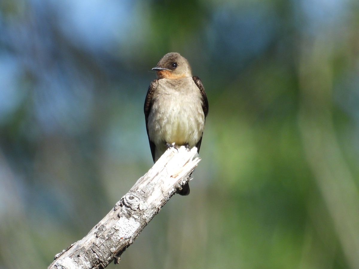 Southern Rough-winged Swallow - Alejandra Pons
