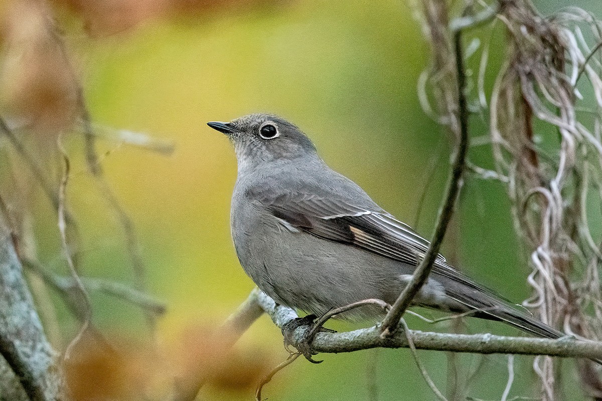 Townsend's Solitaire - ML493258741