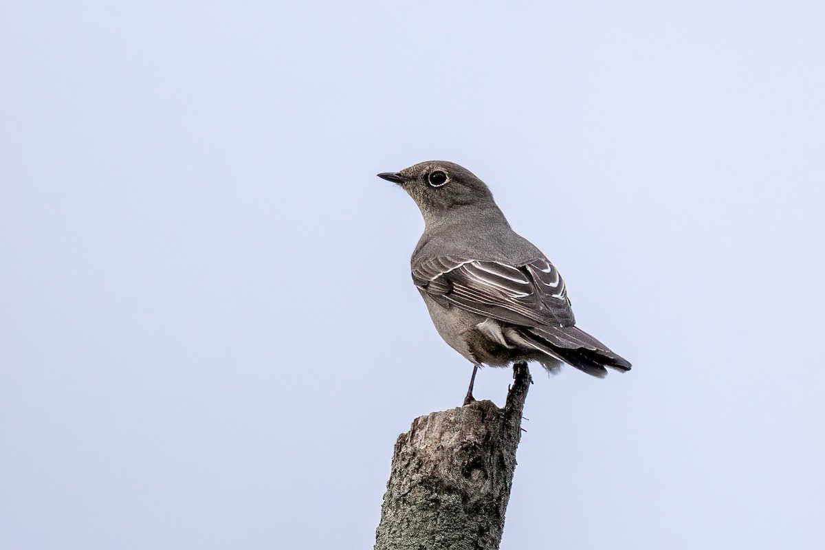 Townsend's Solitaire - ML493263071