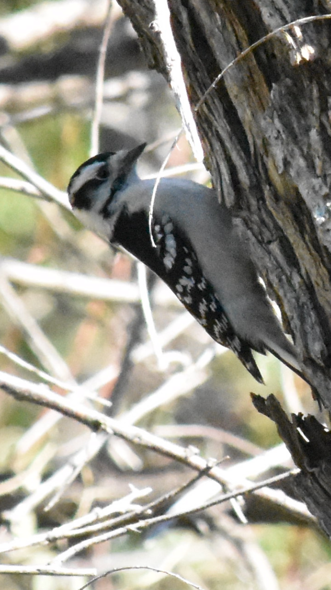 Downy Woodpecker (Eastern) - ML493270581