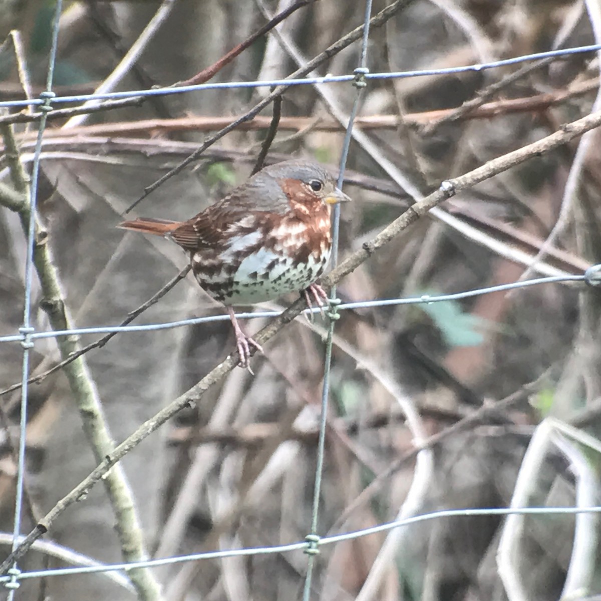 Fox Sparrow (Red) - ML49327601