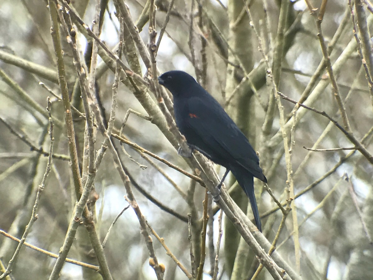 Red-winged Blackbird (California Bicolored) - ML49327771