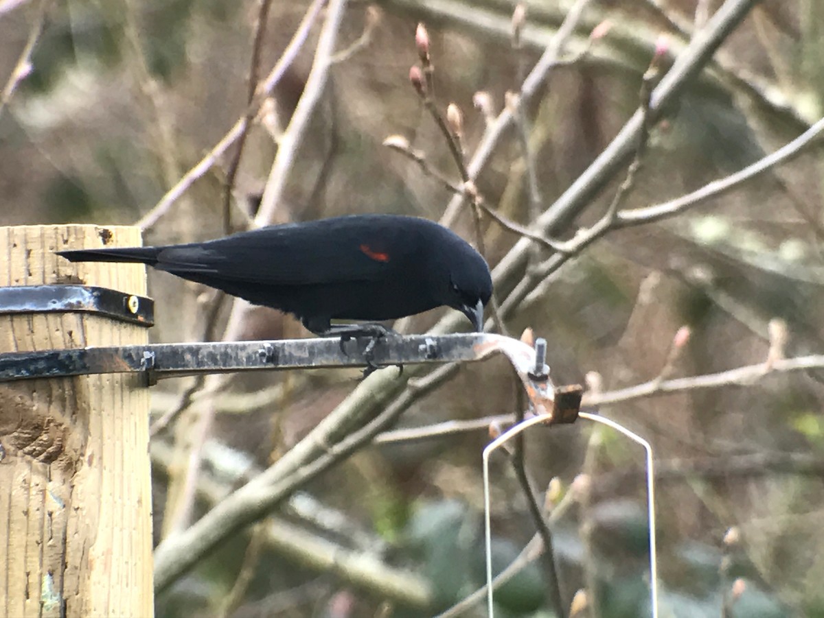 Red-winged Blackbird (California Bicolored) - ML49327781