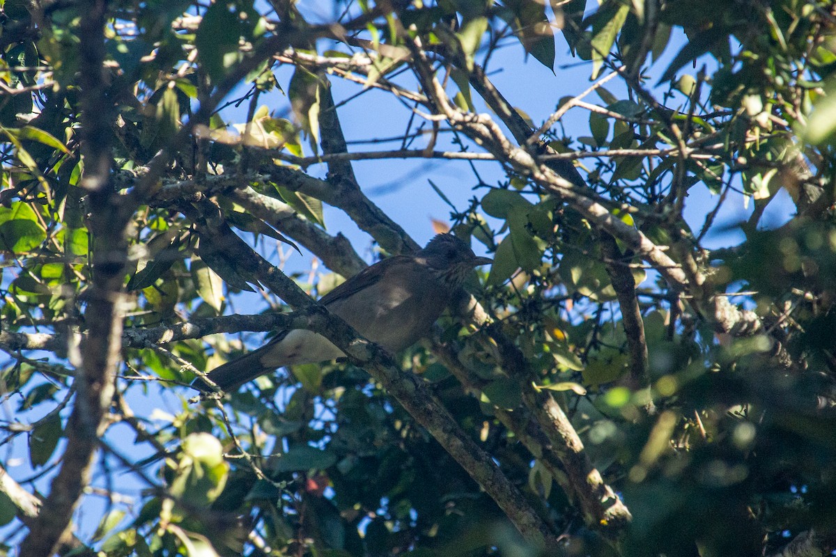 Pale-breasted Thrush - ML493278691